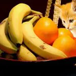 Livrer des fruits au bureau