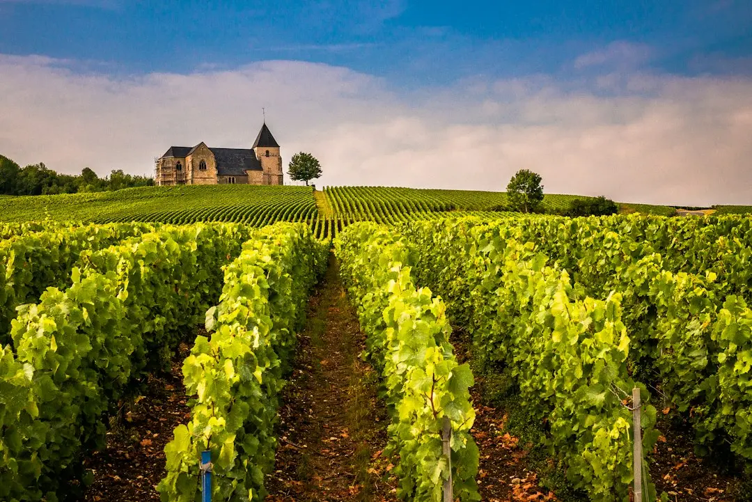 Vignoble bordelais, sélection du Guide Michelin des vins